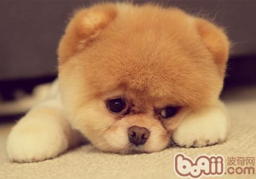 博美犬