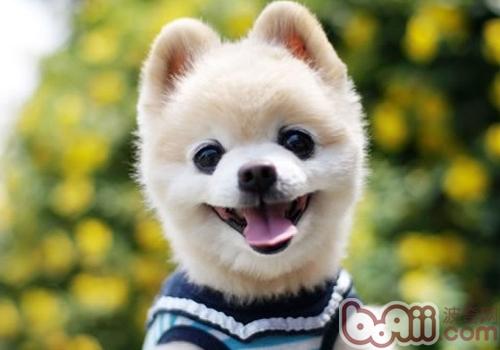 博美犬