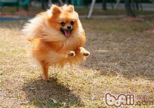 博美犬