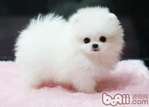 博美犬
