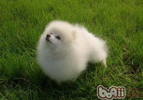 博美犬
