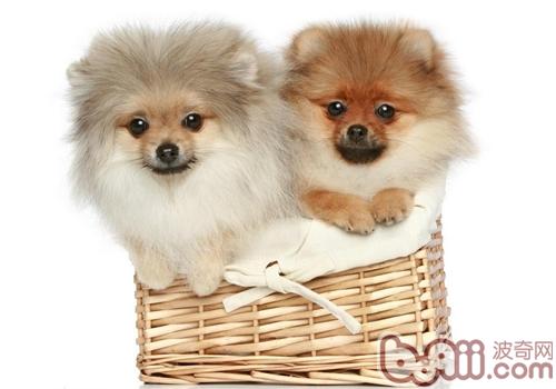 博美犬