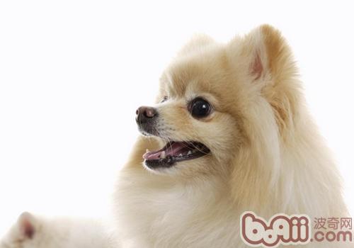 博美犬