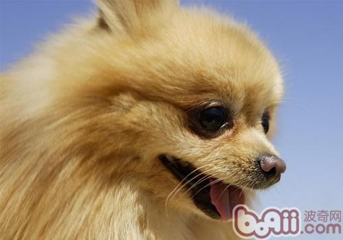 博美犬