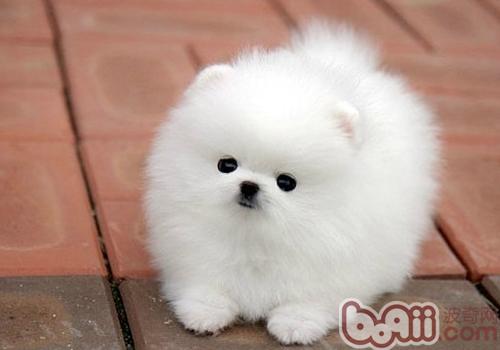 博美犬