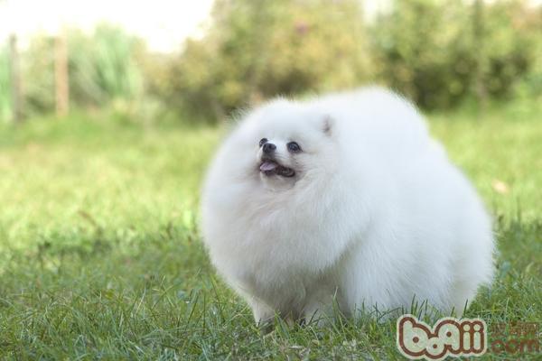 博美犬
