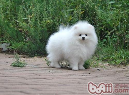 博美犬