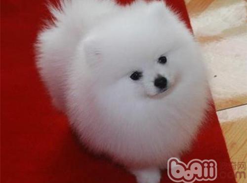 博美犬