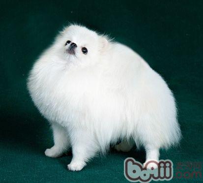 博美犬