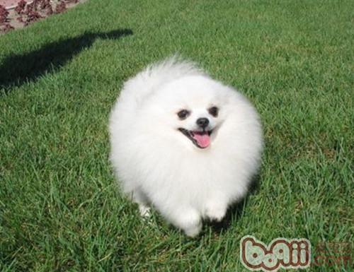 博美犬
