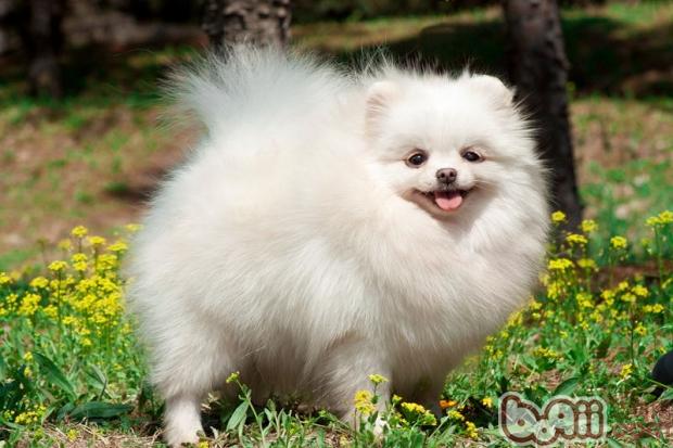 博美犬