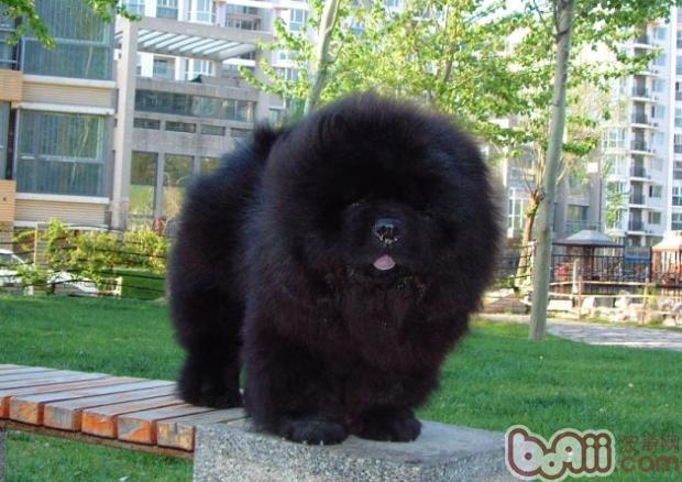 松獅犬