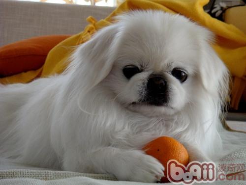 京巴犬