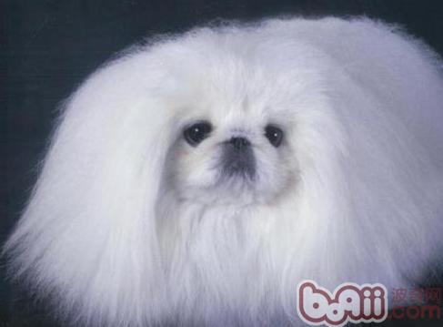京巴犬