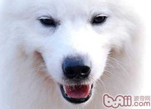 薩摩耶犬