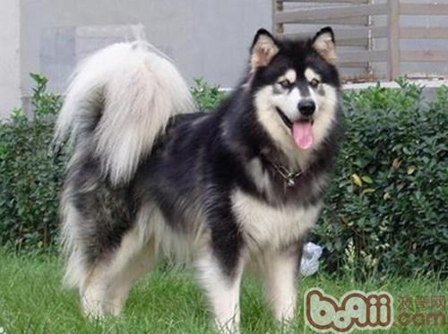 阿拉斯加犬