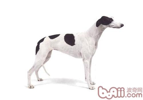 靈缇犬