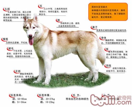 哈士奇