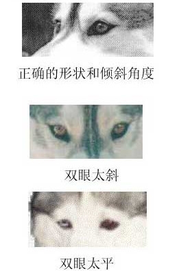 眼睛
