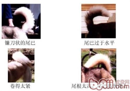 尾巴