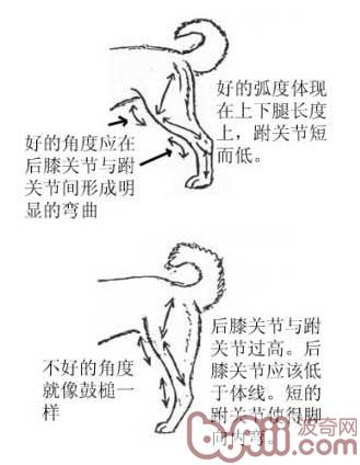 後驅