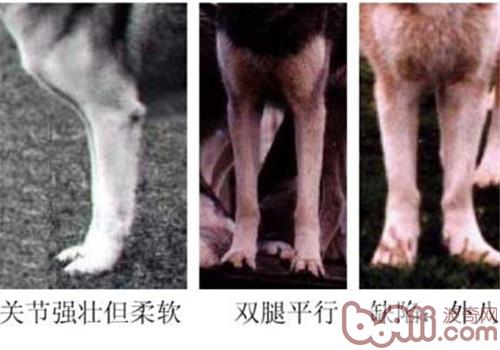 前肢