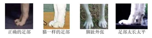 腳