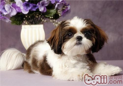 西施犬