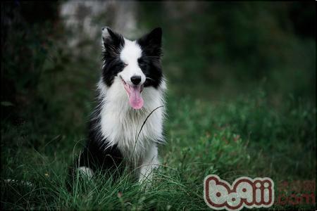 邊境牧羊犬