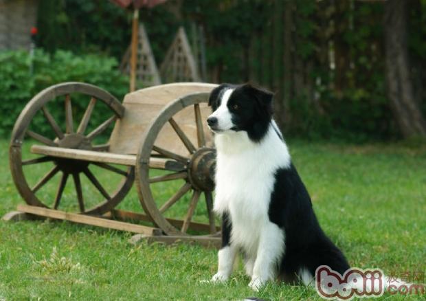 邊境牧羊犬
