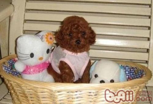 泰迪幼犬