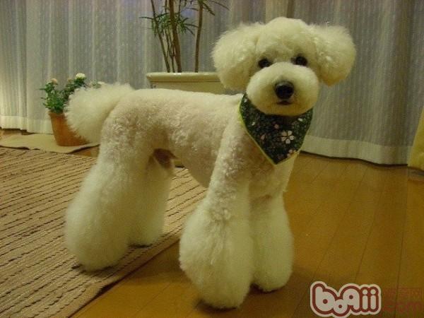 貴賓犬