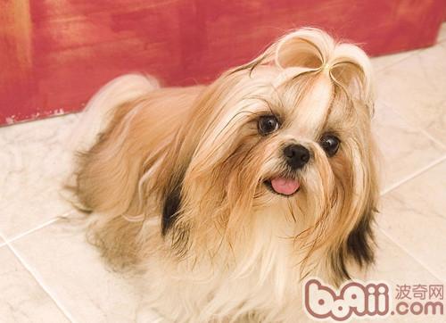 西施犬