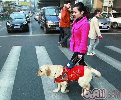導盲犬