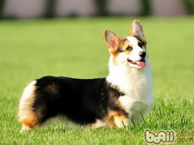 柯基犬