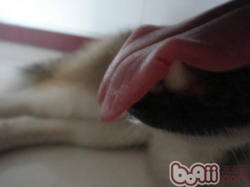 狗狗舌頭