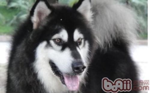 大體型的阿拉斯加犬