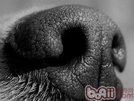 狗狗鼻子
