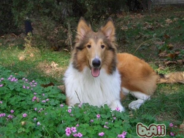 蘇格蘭牧羊犬