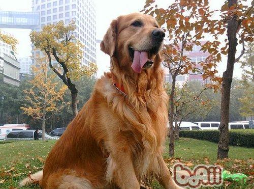金毛犬