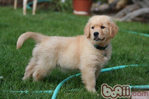 金毛犬