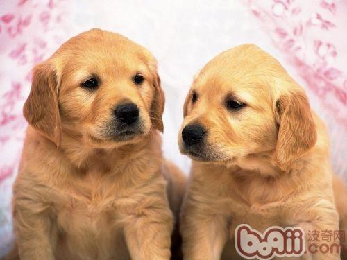 金毛犬