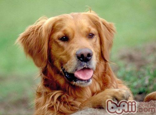 金毛犬