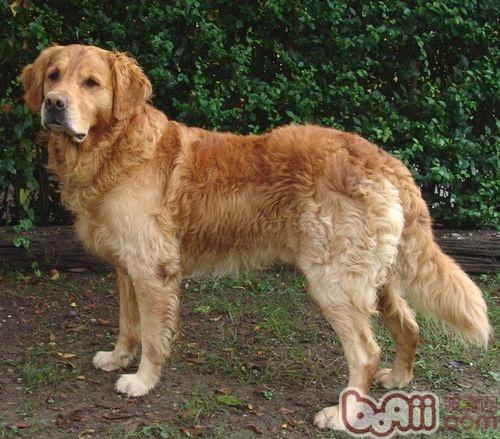 金毛犬