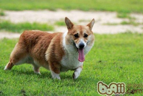 柯基犬