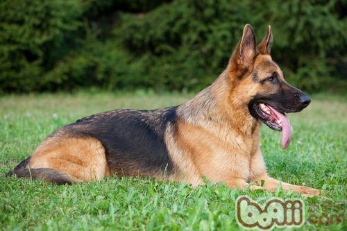 德國牧羊犬