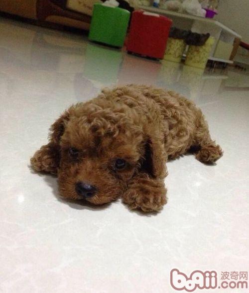 泰迪犬