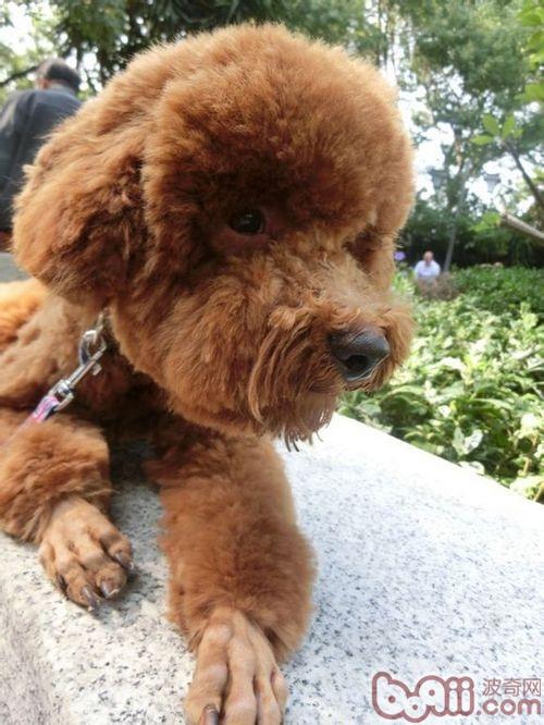 泰迪犬