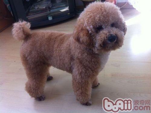 泰迪犬