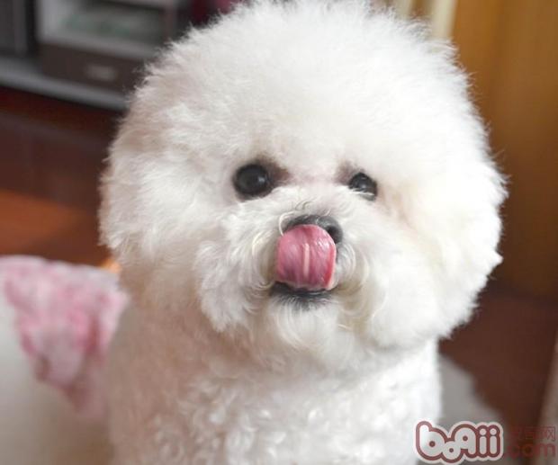 比熊犬
